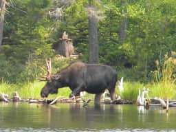Modern Moosehead Lake Chalet - Image 5
